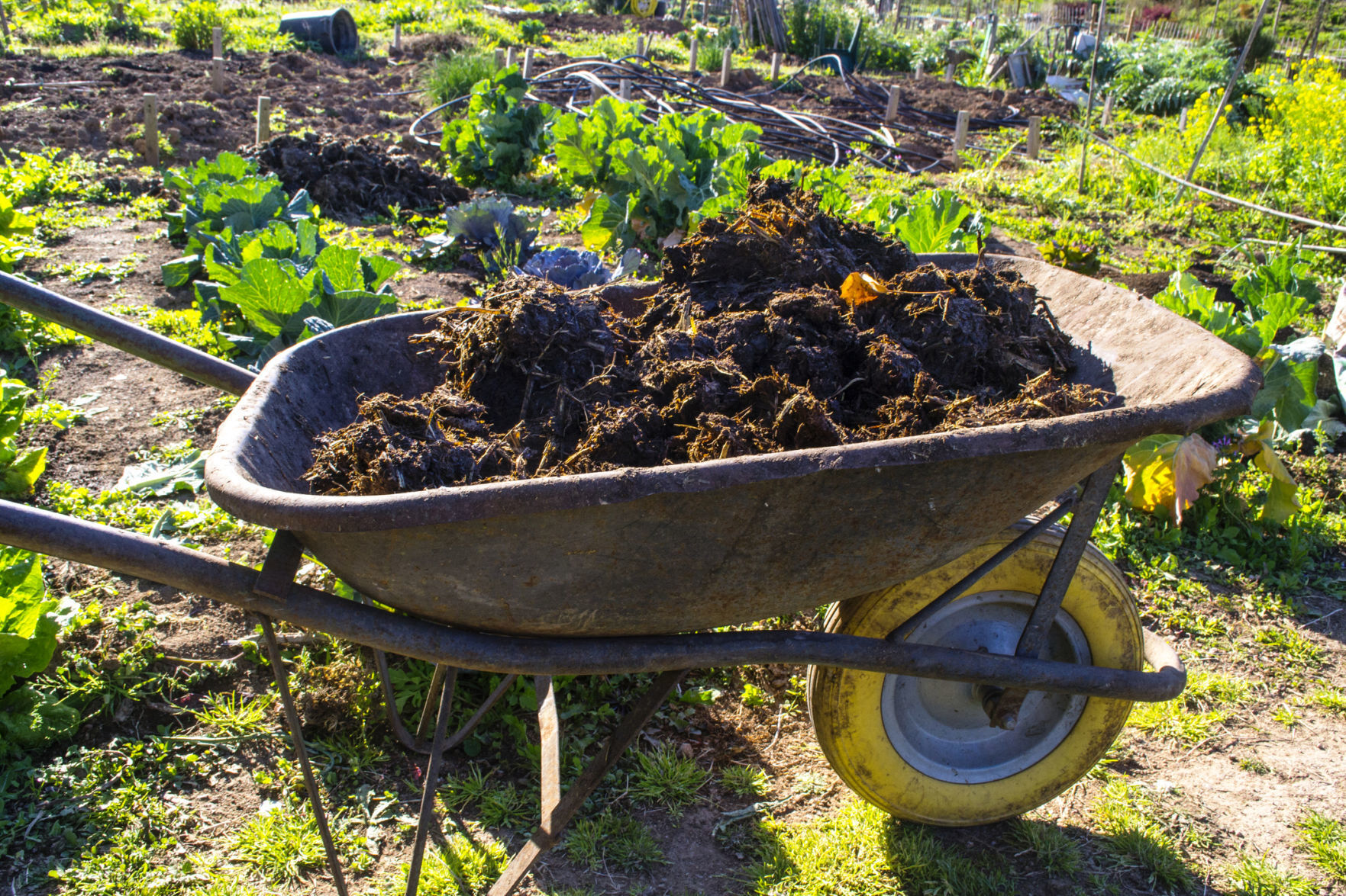 Napa County Master Gardeners:  Amending your soil with manure